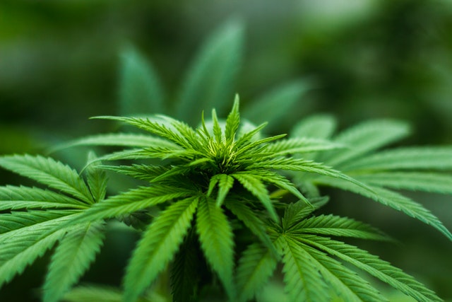 Marijuana : White House Rejects Petition To Legalize Marijuana