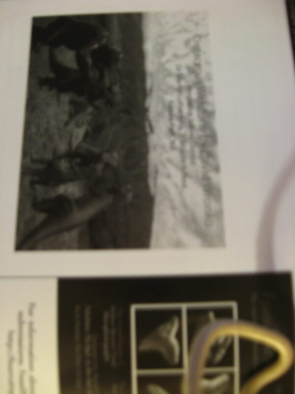 A Better America Project