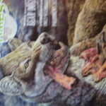 Prehistoric Times Magazine